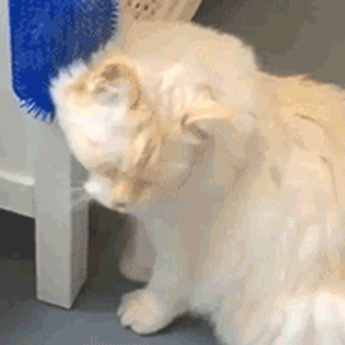 

Pet Products Cat Self Groomer Soft Brush in Royal Blue. Size