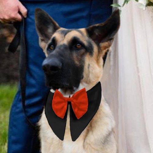 

Pet Products Pet Dog Wedding Ornament Bow Tie in Black. Size