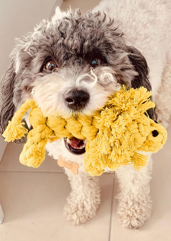 

Pet Products Weaving Lion Shape Pet Dog Chew Molar Toy in Yellow. Size