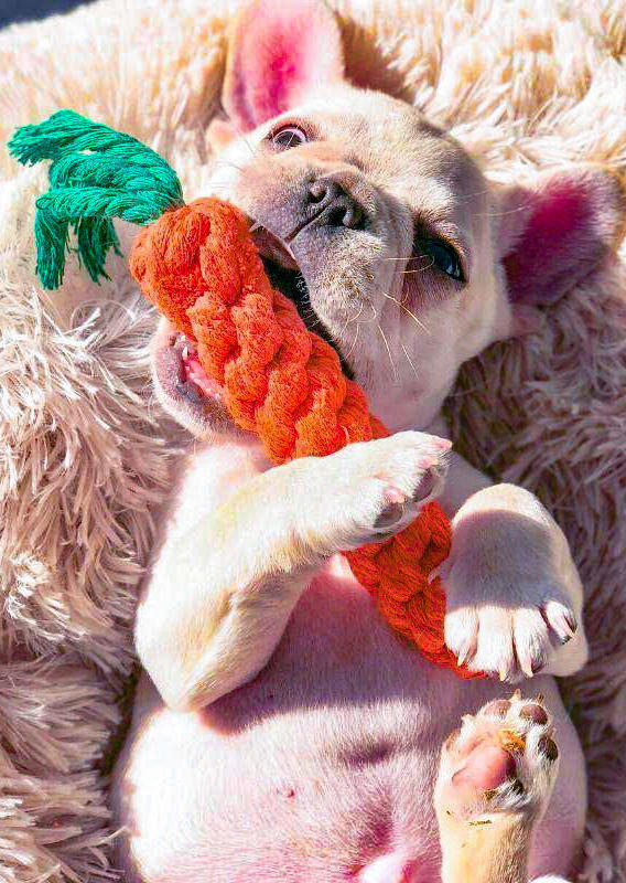 

Pet Products Carrot Shaped Dog Chew Toy in Orange. Size