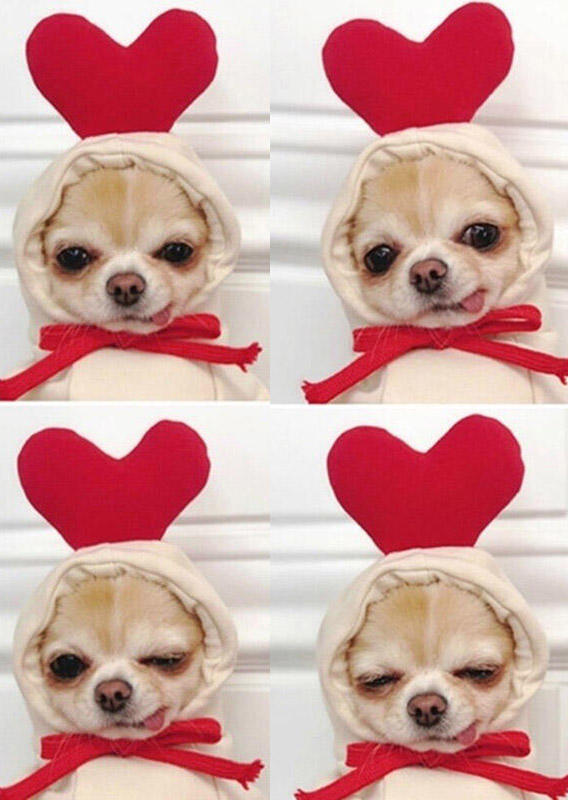 

Pet Products Love Heart Tie Small Pet Dog Warm Hoodie in Yellow,Light Yellow. Size: ,L