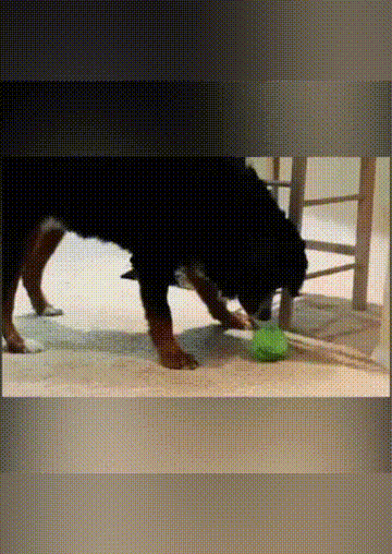 

Pet Products Pet Chewing Soft Toy Educational Rolling Ball in Multicolor. Size