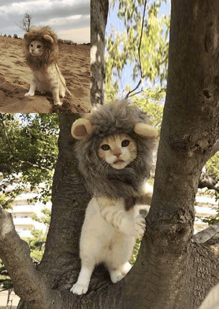 

Pet Products Halloween Soft Comfortable Adjustable Cat Cap in Brown. Size