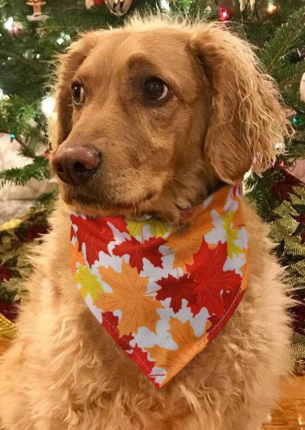 

Pet Products Maple Leaf Pet Triangle Scarf in Orange. Size